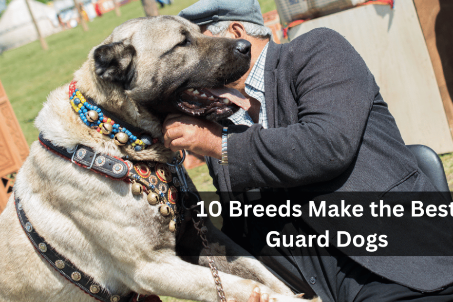 10 Breeds Make the Best Guard Dogs