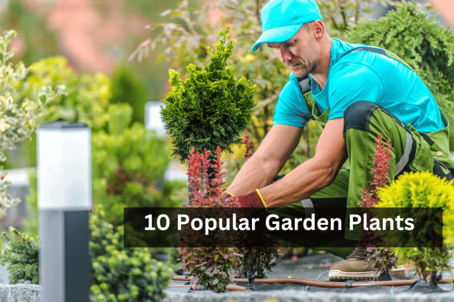 10 Popular Garden Plants