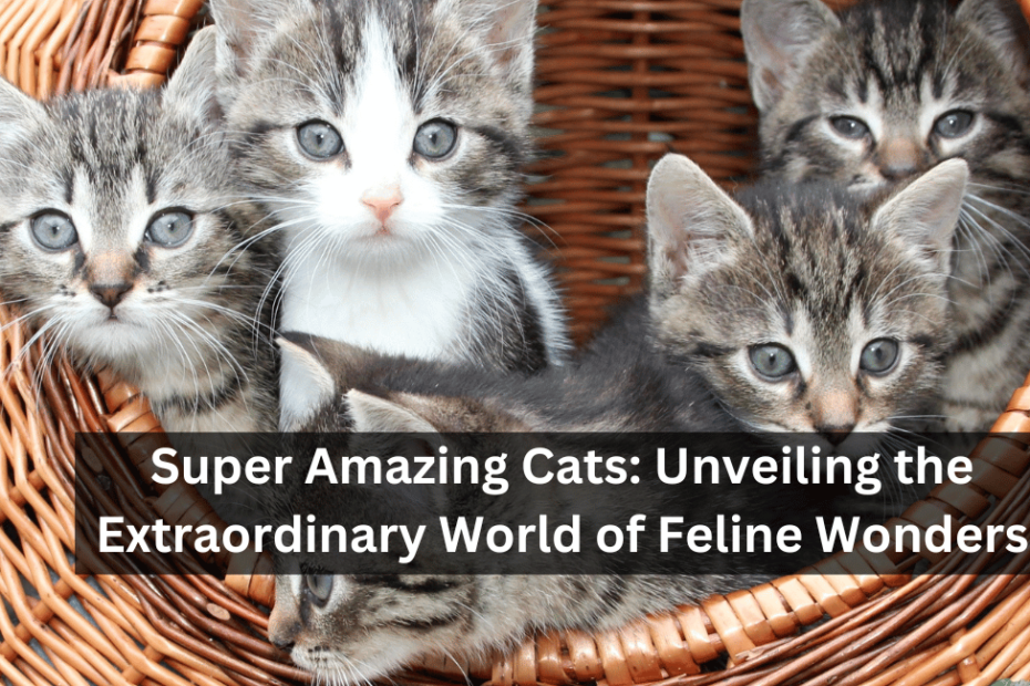 Super Amazing Cats: Unveiling the Extraordinary World of Feline Wonders