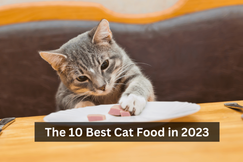 The 10 Best Cat Food in 2023