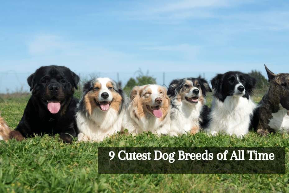 9 Cutest Dog Breeds of All Time